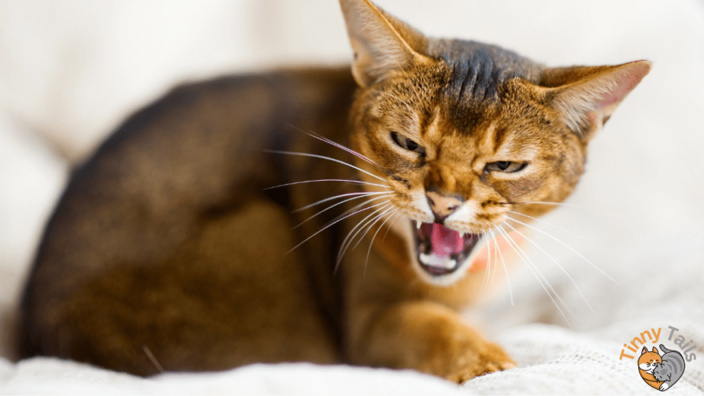 Why Do Cats Attack Their Owners and How to Prevent It