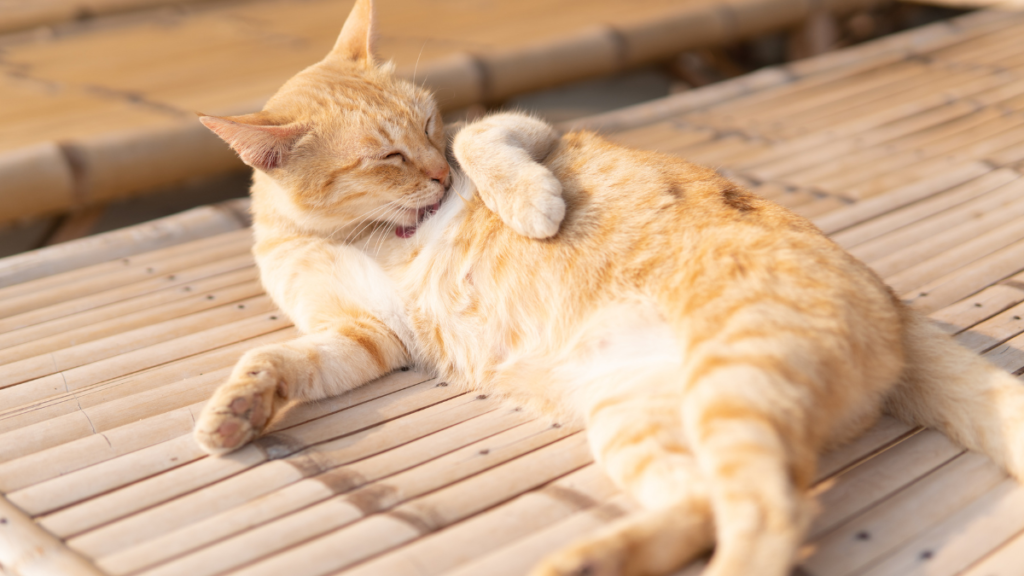 why-do-cats-lick-themselves-after-you-pet-them