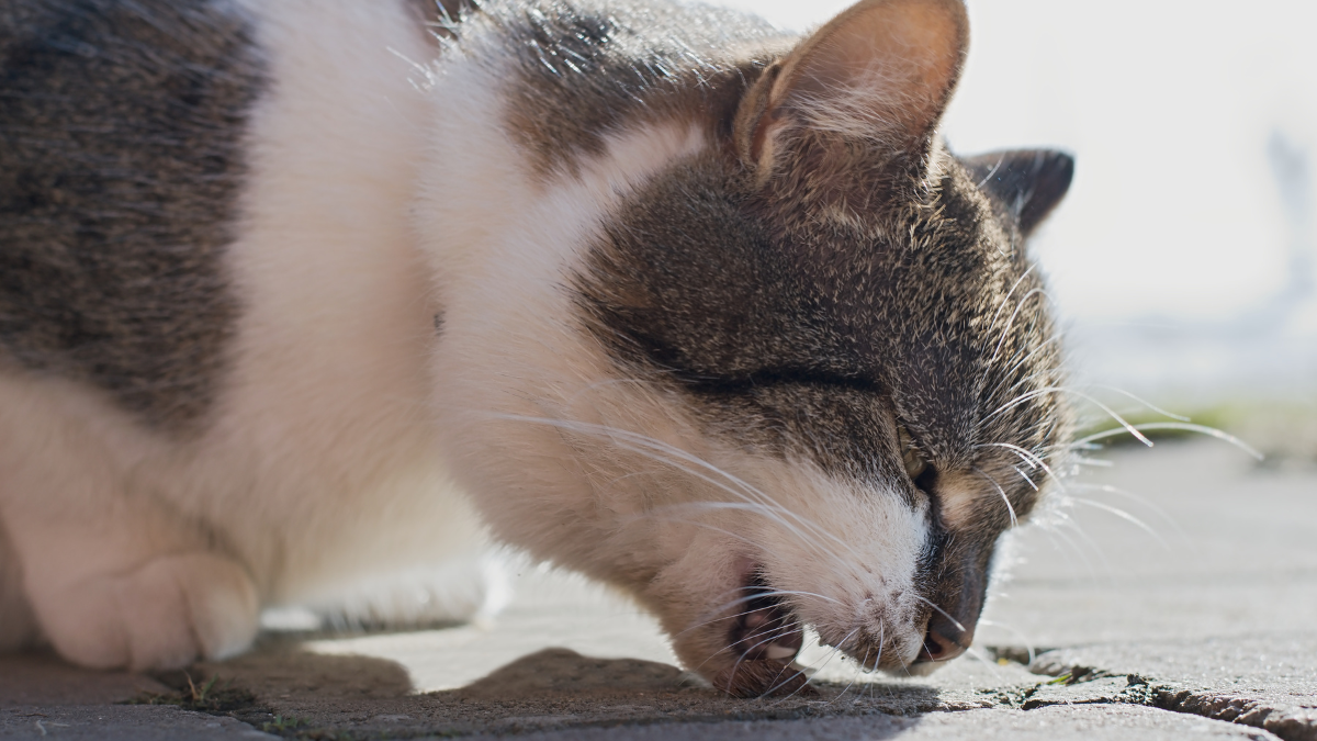 What to Feed a Cat with Diarrhea and Vomiting