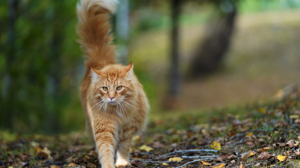 How to Train a Cat to Be an Outside Cat