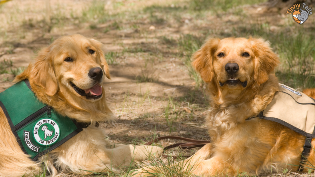 Customizing Your Canine Companion Task Training for Diabetic Alert Dogs (DADs)