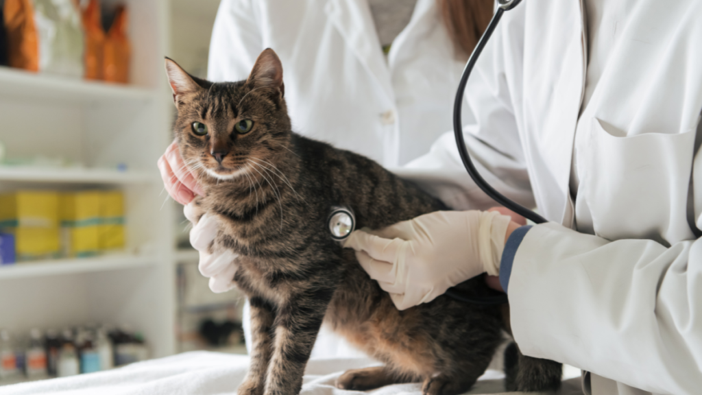How Long Can a Diabetic Cat Live Without Treatment?