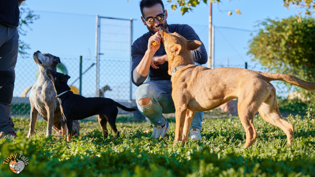 The Investment in Independence Diabetic Service Dog Costs