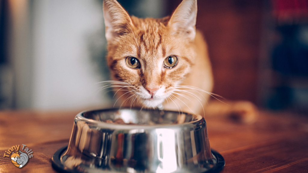 Understanding Cat Digestive Problems | What to Feed a Cat with Diarrhea and Vomiting