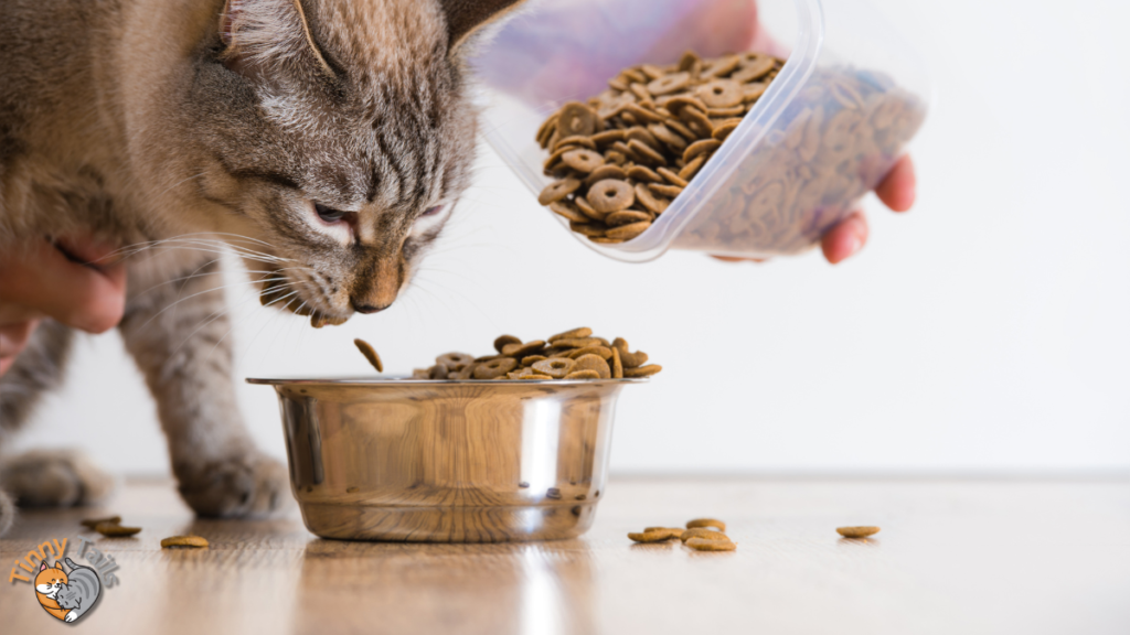 What to Feed a Cat with Diarrhea and Vomiting