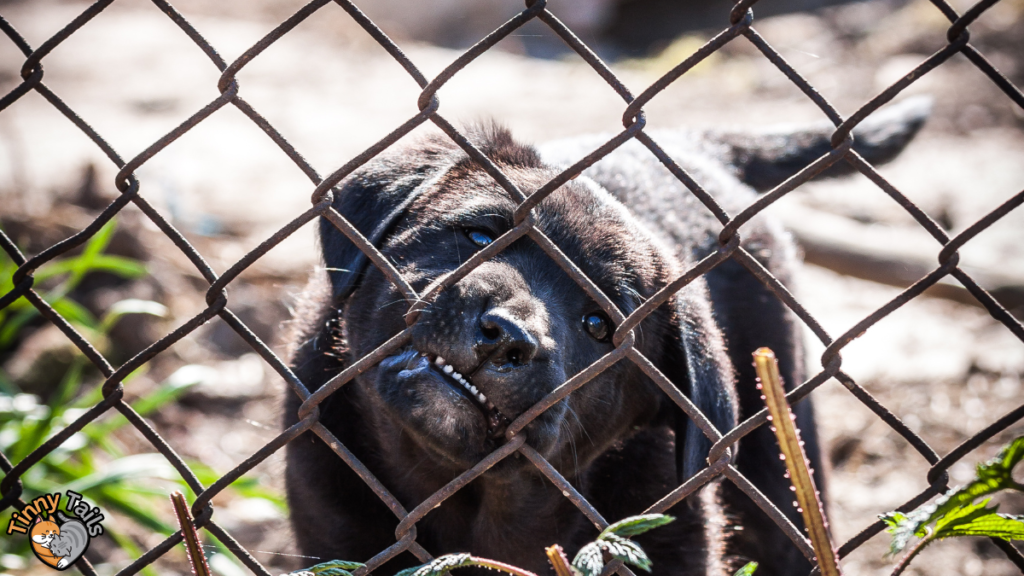 Chicken Wire Fencing Keep Dogs Out of Your Yard