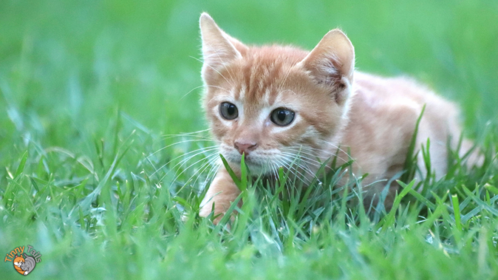 Continued Supervision and Monitoring During Outdoor Exploration (How to Train a Cat to Be an Outside Cat)