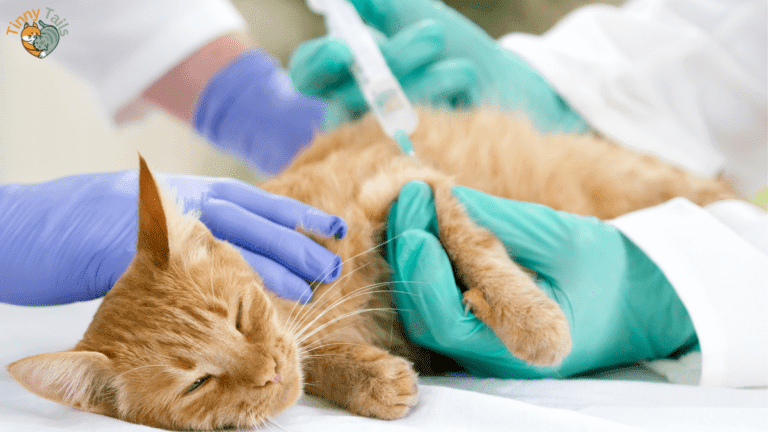 How long can a diabetic cat live without treatment?