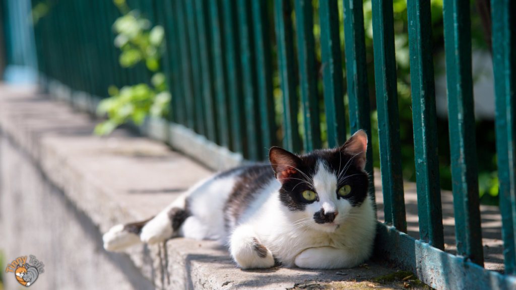 Prioritizing Your Cat's Safety in Outdoor Adventures (How to Train a Cat to Be an Outside Cat)