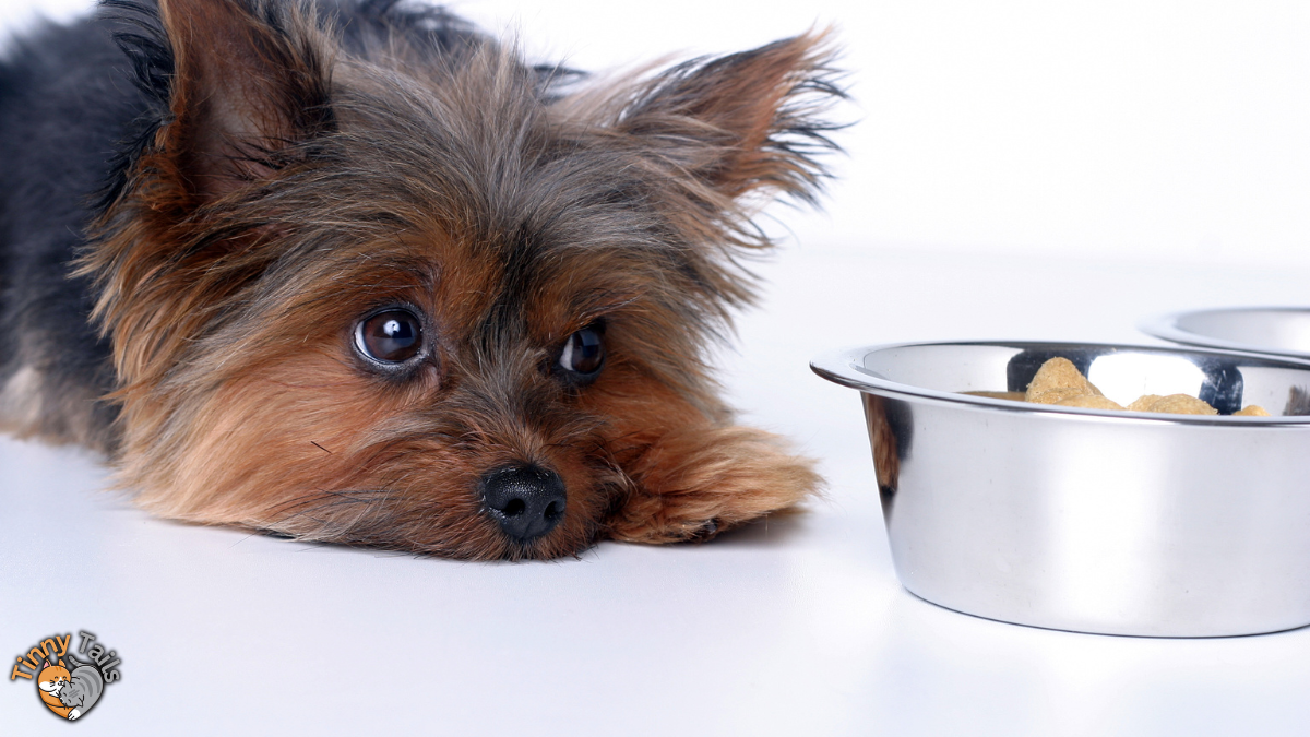 How long can a dog go without eating?