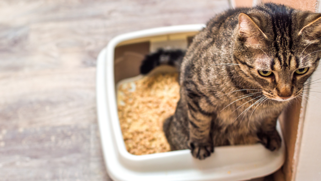 How Long Can a Cat Go Without Peeing?