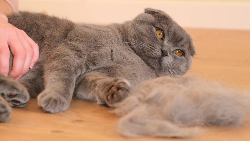 How to Treat Hairballs in Cats Naturally