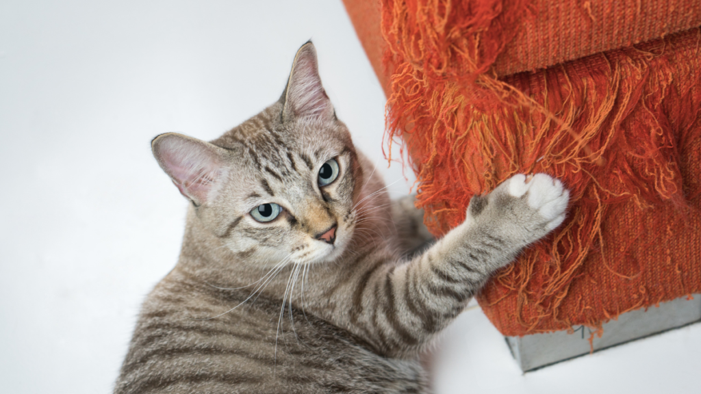 How to Stop Cats from Scratching the Couch