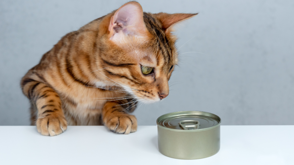 The Best Wet Food for Diabetic Cats