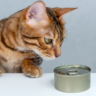 The Best Wet Food for Diabetic Cats