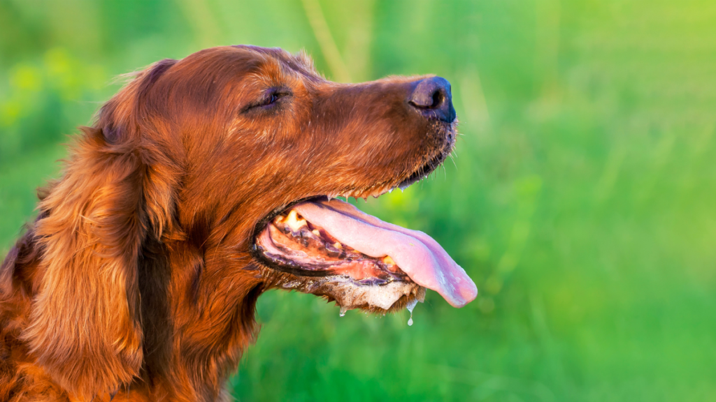 Why Is My Dog Shaking and Panting?