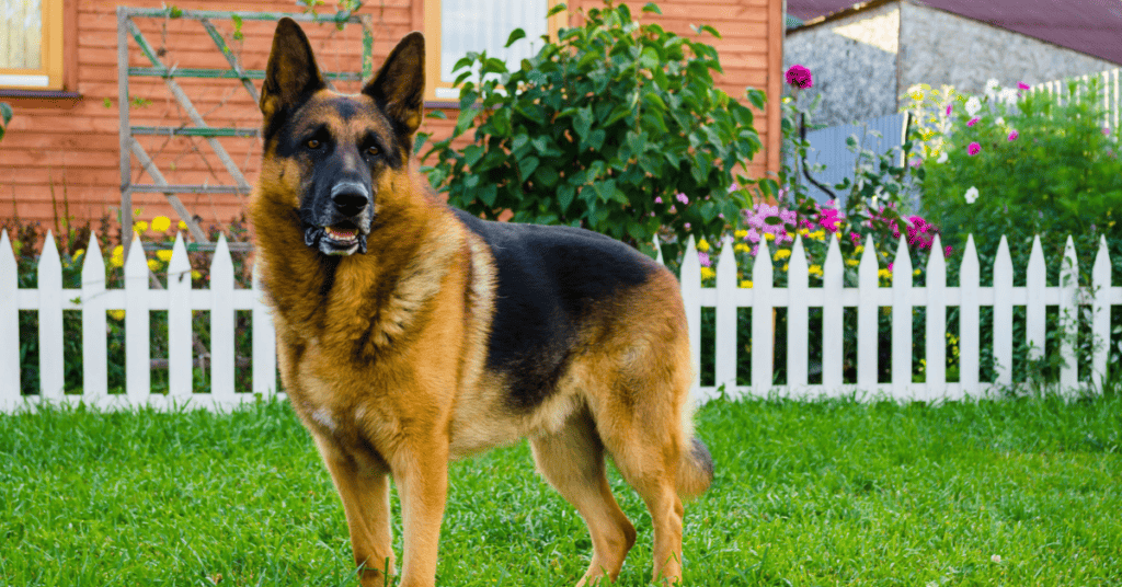 German Shepherd guards kids loyally