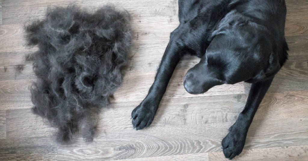 Dog shedding seasonal coat changes