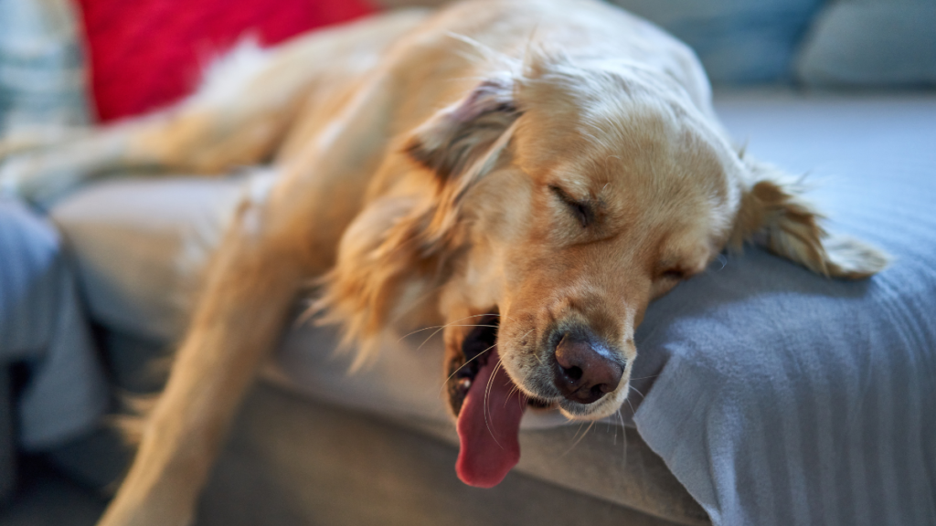 Common Health Problems in Golden Retrievers