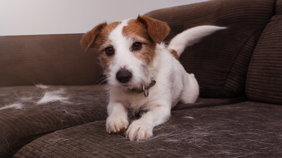 Why Do Dogs Shed So Much?