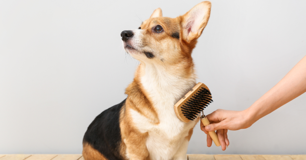 Brushing reduces excess dog shedding