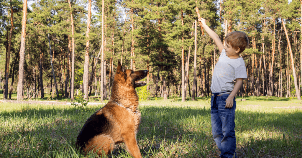 German Shepherd trains family kids.