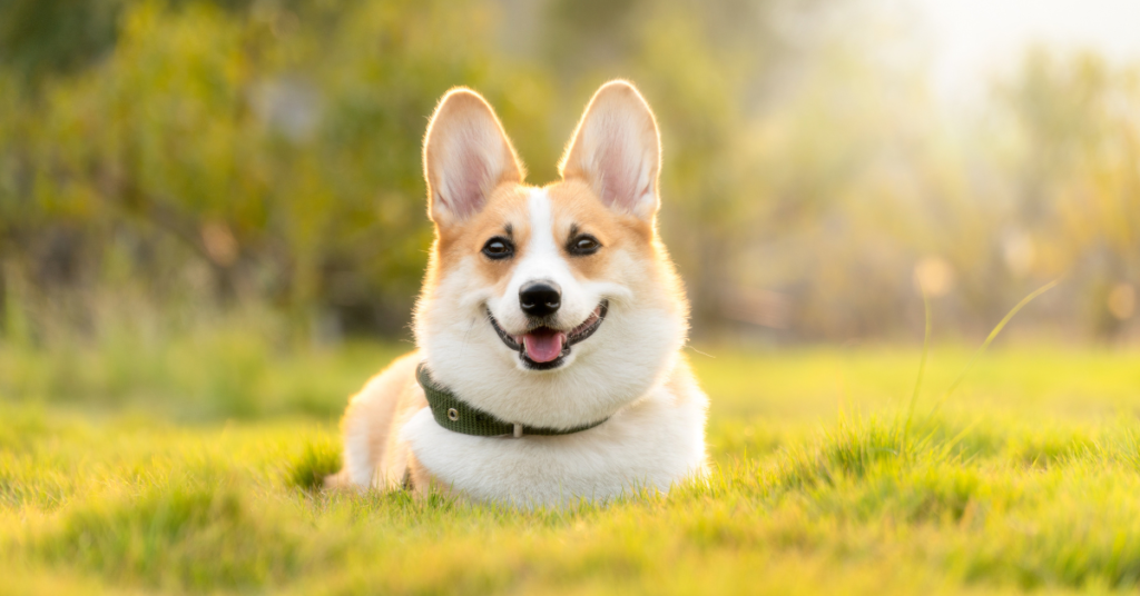Healthy diet reduces shedding fur