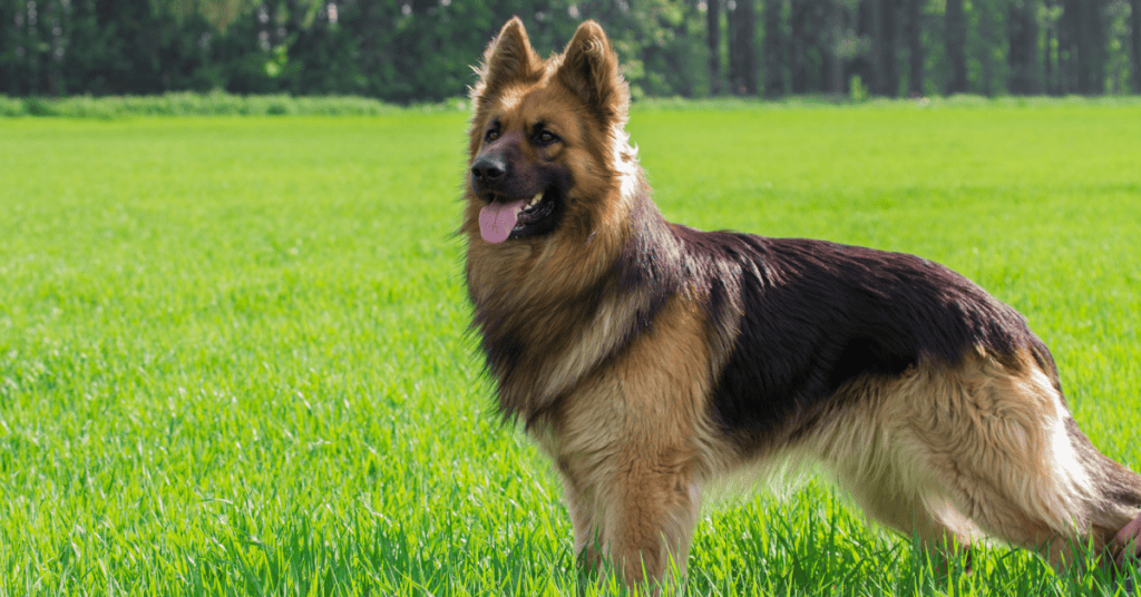 German Shepherd protects kids well