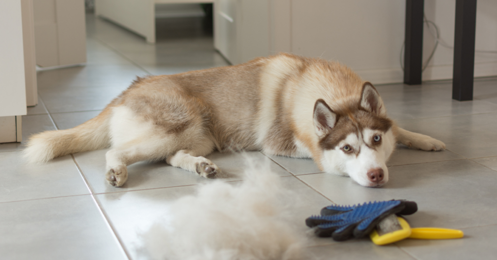 Seasonal shedding in dogs explained