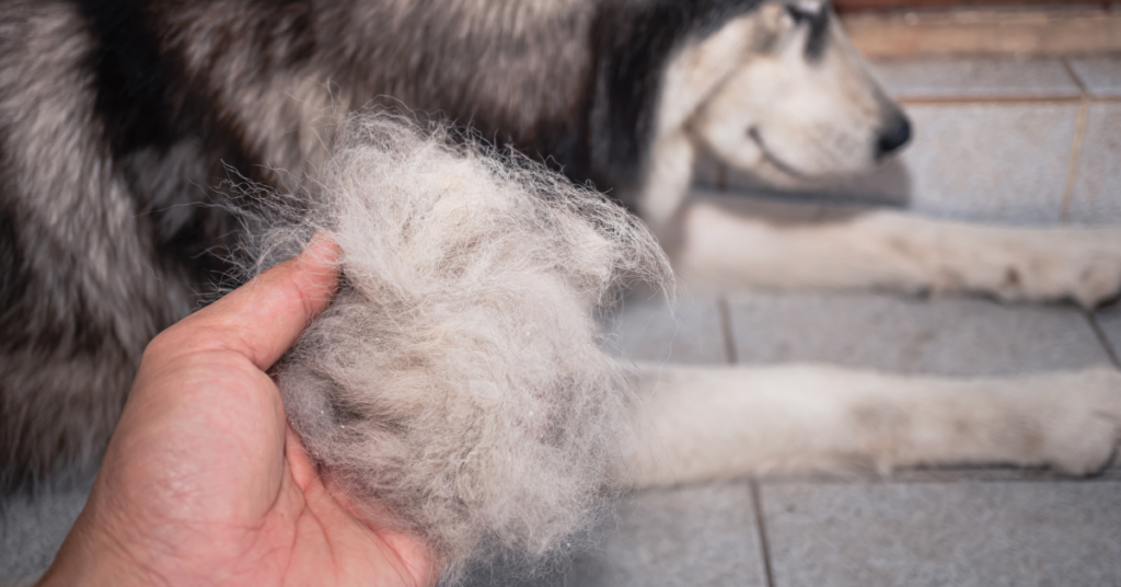 Dog shedding thick winter coat