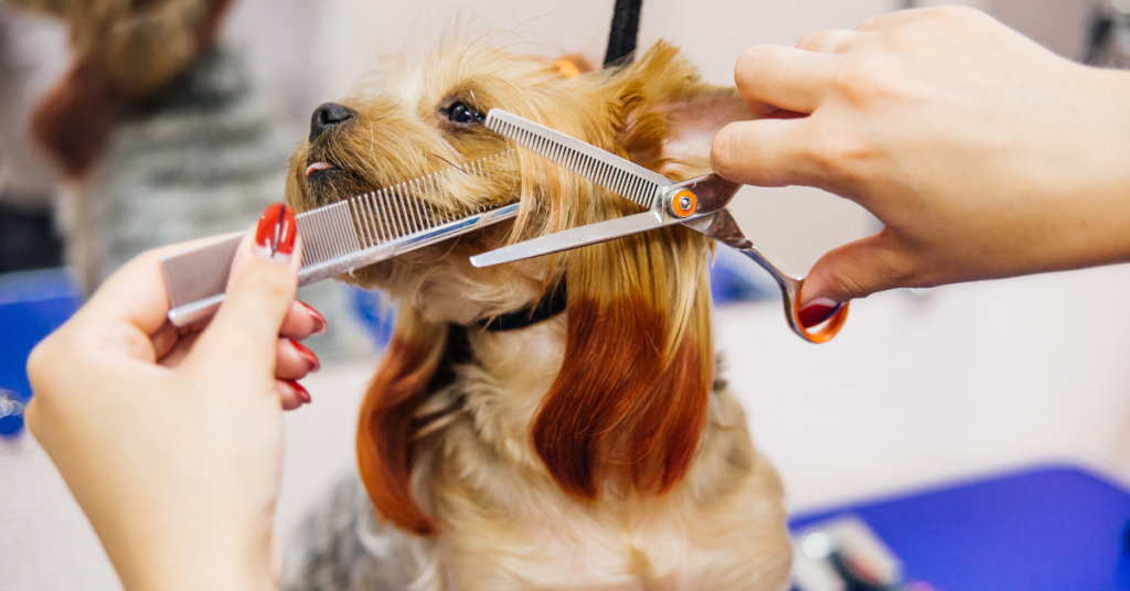 Grooming tools manage dog shedding
