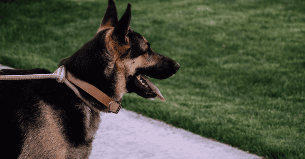 German Shepherd obeys kids gently