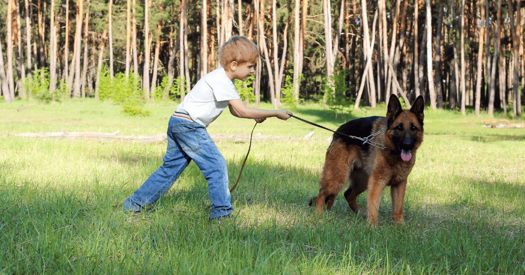 German Shepherd family safety tips
